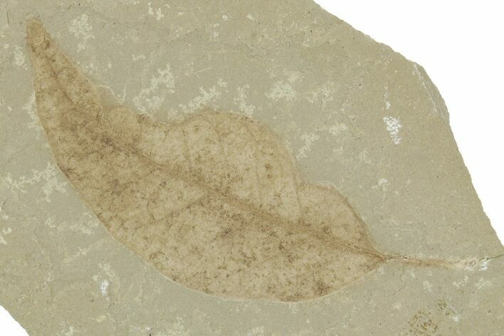 Fossil Legume (Leguminosites) Leaf - Green River, Utah #356141